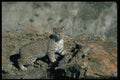 326044 Bobcat In Rocky Canyon A4 Photo Print