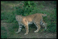 326045 Bobcat In Summer Meadow A4 Photo Print