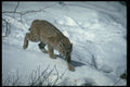 326046 Bobcat On Snow A4 Photo Print