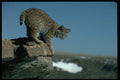 326047 Bobcat Skylined On Colorful Rocks A4 Photo Print