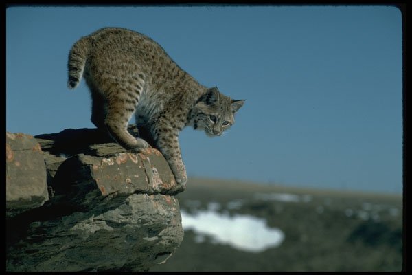 326047 Bobcat Skylined On Colorful Rocks A4 Photo Print