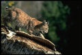 326048 Bobcat, Autumn, Older Kitten In Tree A4 Photo Print