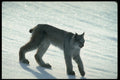 326049 Canada Lynx On Snow, Backlit A4 Photo Print