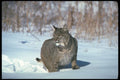 326050 Bobcat A4 Photo Print