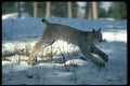 326051 Canada Lynx Leaping, Bounding On Snow A4 Photo Print
