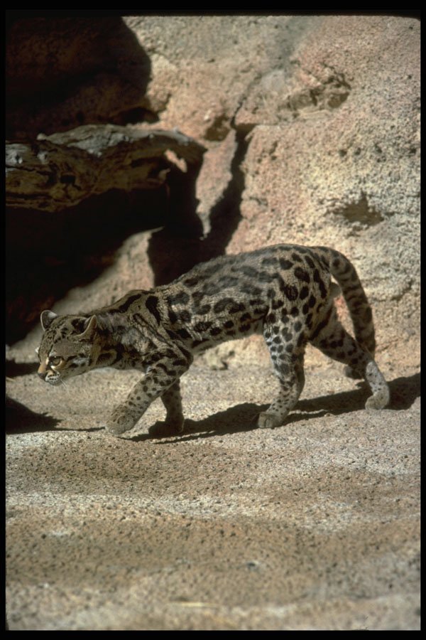 326052 Margay Cat A4 Photo Print