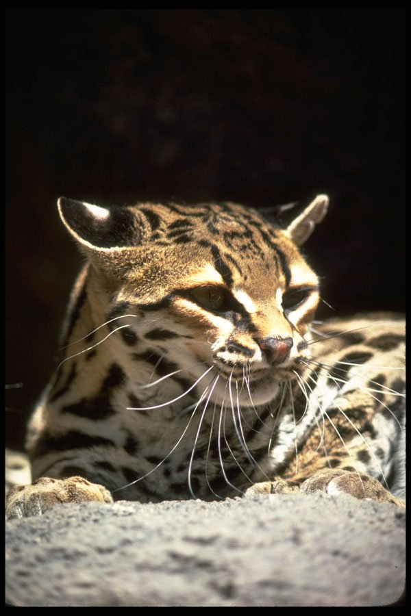 326053 Margay Cat A4 Photo Print