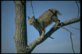 326054 Bobcat A4 Photo Print