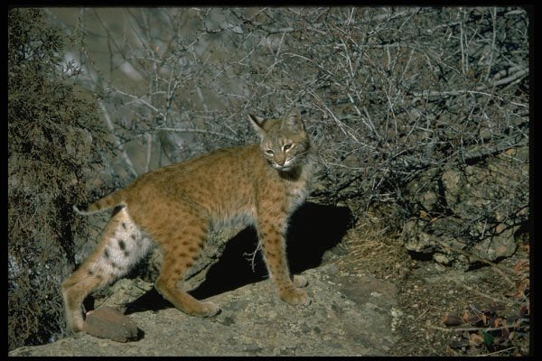 326055 Bobcat A4 Photo Print