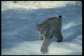 326056 Canada Lynx On Snow A4 Photo Print