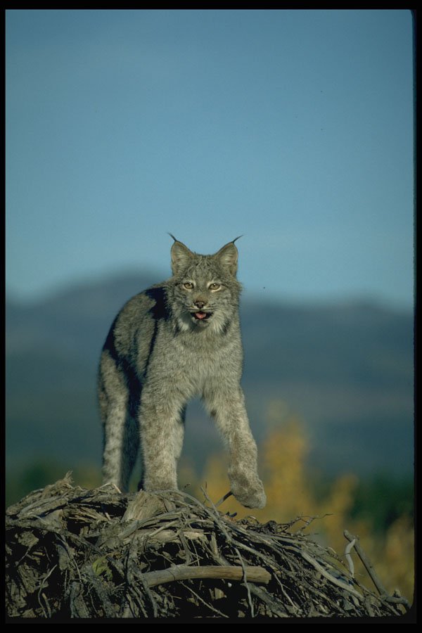 326057 Canada Lynx, Autumn, Eye Contact A4 Photo Print