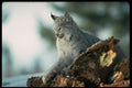 326058 Canada Lynx A4 Photo Print