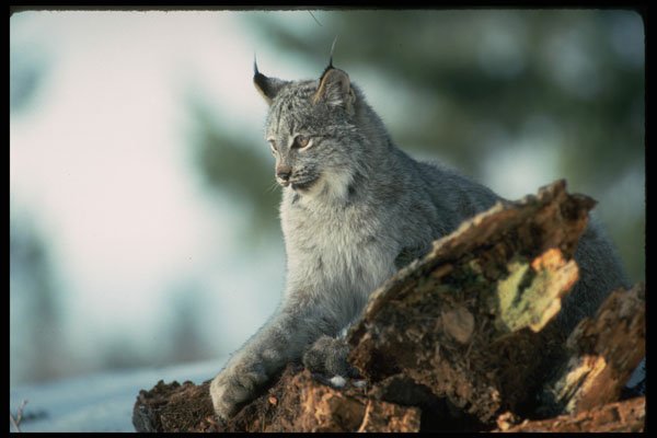 326058 Canada Lynx A4 Photo Print