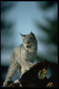 326059 Canada Lynx A4 Photo Print
