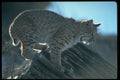 326060 Bobcat Backlit A4 Photo Print