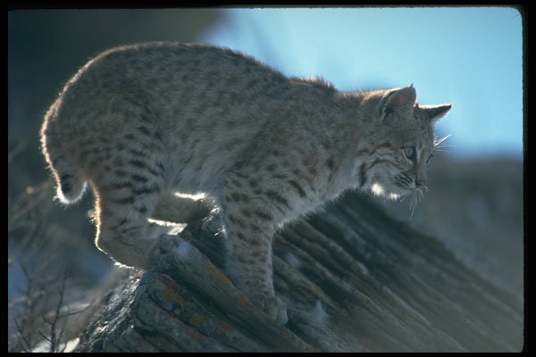 326060 Bobcat Backlit A4 Photo Print