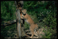 326061 Bobcat At Scratching Post, Sign Post A4 Photo Print