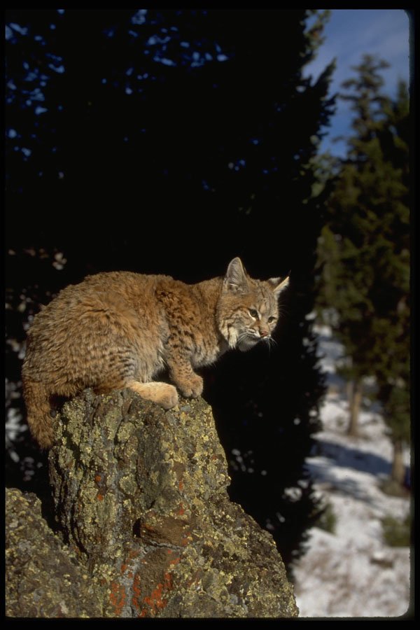 326062 Bobcat A4 Photo Print