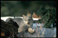 326063 Canada Lynx On Snow A4 Photo Print