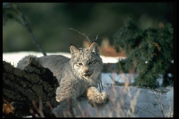 326063 Canada Lynx On Snow A4 Photo Print