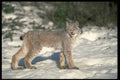 326064 Canada Lynx On Snow A4 Photo Print