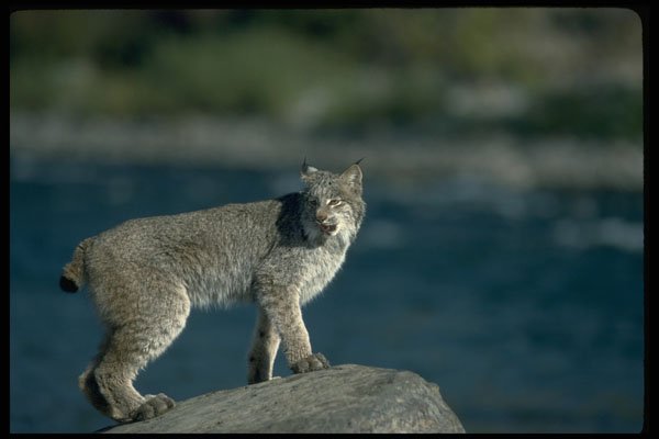 326065 Canada Lynx, Autumn, Along Wilderness River A4 Photo Print