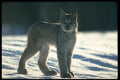 326066 Canada Lynx On Snow, Backlit A4 Photo Print