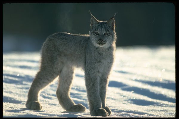 326066 Canada Lynx On Snow, Backlit A4 Photo Print