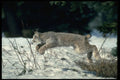 326067 Canada Lynx Leaping, Bounding On Snow A4 Photo Print