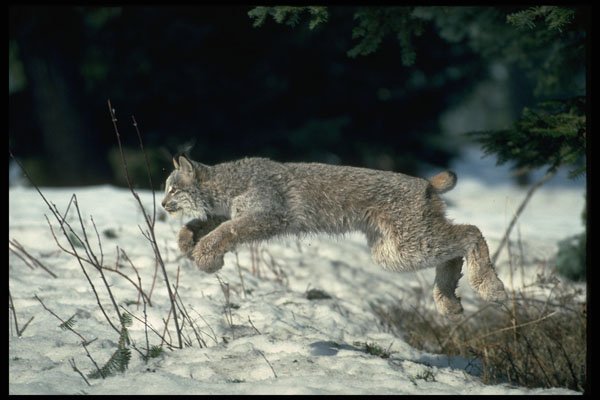 326067 Canada Lynx Leaping, Bounding On Snow A4 Photo Print