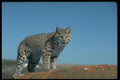 326068 Bobcat Skylined, Eye Contact A4 Photo Print