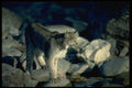 326069 Canada Lynx, Autumn, Along Wilderness River A4 Photo Print