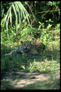 326070 Ocelot Lying Down A4 Photo Print