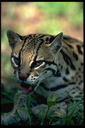 326071 Ocelot, Head Study A4 Photo Print