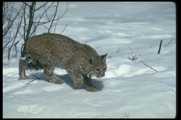 326072 Bobcat On Snow A4 Photo Print