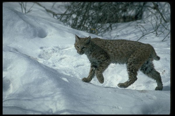 326073 Bobcat On Snow A4 Photo Print