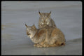 326074 Canada Lynx, Winter, Pair By Icy Stream A4 Photo Print