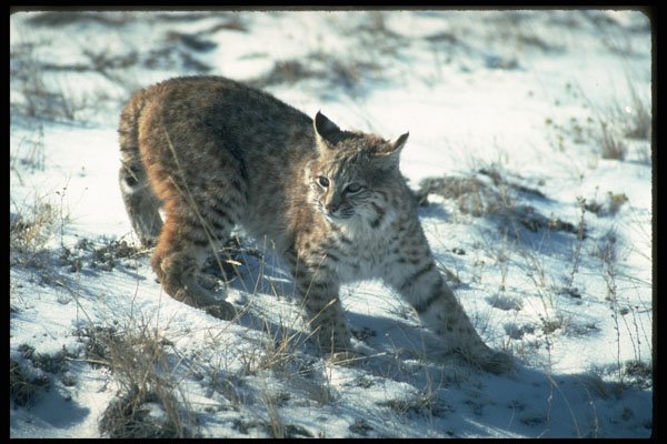 326075 Bobcat On Snow A4 Photo Print