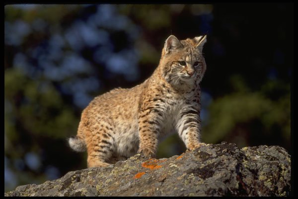 326076 Bobcat A4 Photo Print