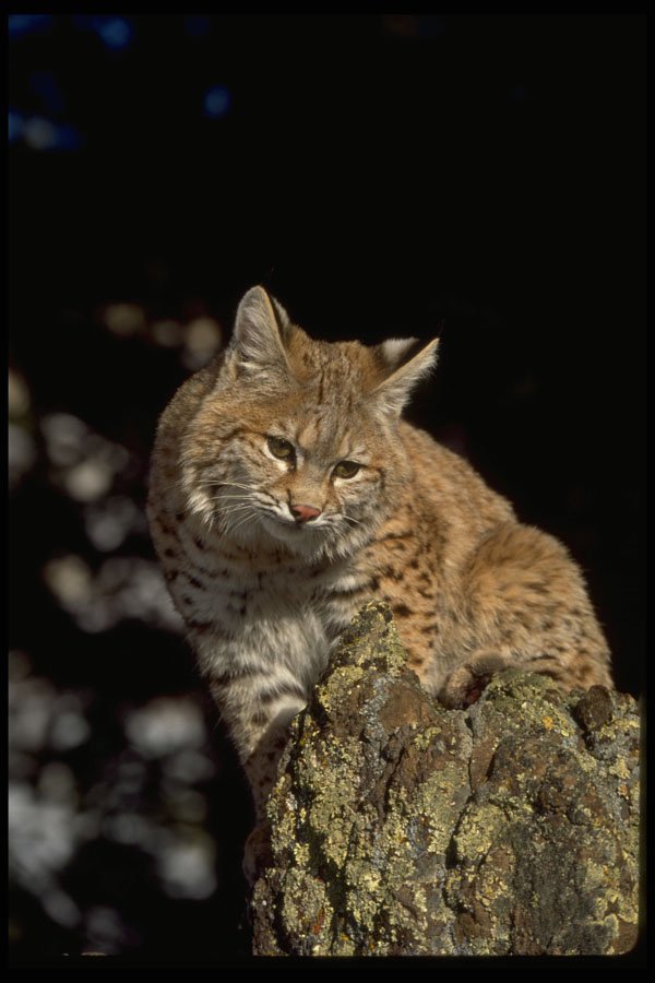 326077 Bobcat A4 Photo Print
