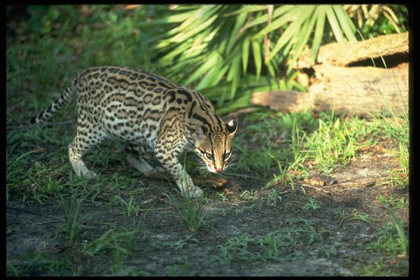 326078 Ocelot A4 Photo Print