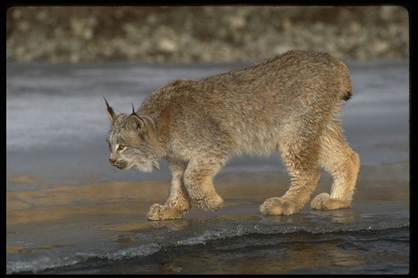 326079 Canada Lynx, Winter A4 Photo Print