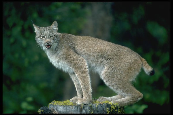326080 Canada Lynx, Summer Adult A4 Photo Print