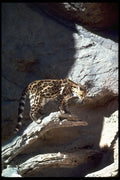 326081 Margay Cat A4 Photo Print