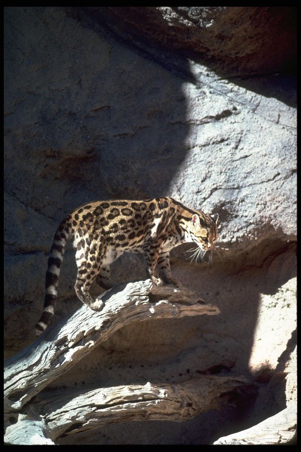 326081 Margay Cat A4 Photo Print