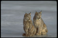 326082 Canada Lynx, Winter, Pair By Icy Stream A4 Photo Print