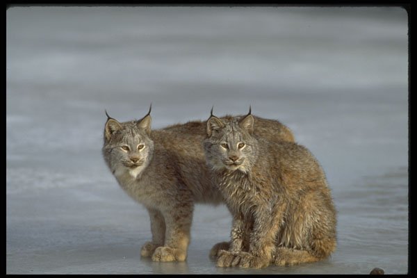 326083 Canada Lynx, Winter, Pair By Icy Stream A4 Photo Print