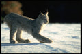 326084 Canada Lynx On Snow, Backlit A4 Photo Print