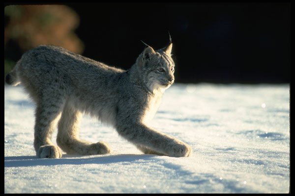 326084 Canada Lynx On Snow, Backlit A4 Photo Print