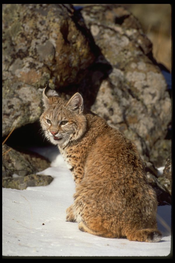 326085 Bobcat On Snowy Rocks A4 Photo Print